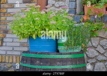 Ein Vintage Holzfass mit Blumen in Metalleimern. Alte Weinkellerwände. Das Konzept der Tradition, des Weinbaus und des nachhaltigen Tourismus. Stockfoto
