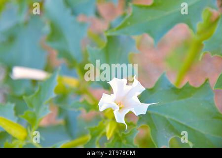 Datura stramonium, bekannt unter den gebräuchlichen Namen Dornapfel, Jimsonweed (Jimsonweed), Teufelsschlinge oder Teufelstrompete, ist eine giftige blühende Pflanze Stockfoto
