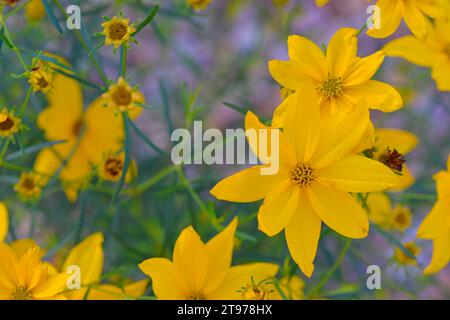 Coreopsis ist eine Gattung von blühenden Pflanzen aus der Familie der Asteraceae. Gebräuchliche Namen sind Kalliopsis und tickseed. Es gibt 75 80 Arten von Coreopsis, Stockfoto