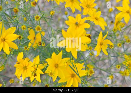 Coreopsis ist eine Gattung von blühenden Pflanzen aus der Familie der Asteraceae. Gebräuchliche Namen sind Kalliopsis und tickseed. Stockfoto