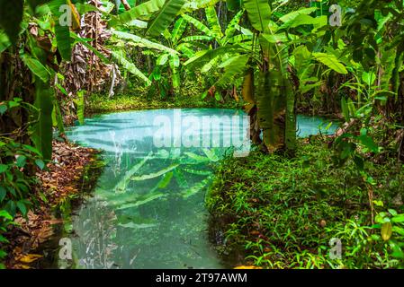 Transparentes Wasserauge inmitten von Bananenbäumen in Brasilien Stockfoto