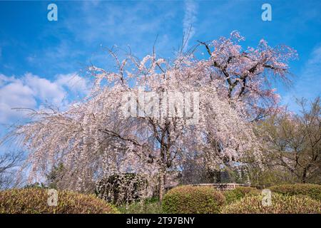 Großer Sakura-Baum blüht Stockfoto