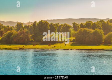 Kühe grasen am Ufer des Nils. Herrliche Landschaft. Sonnenuntergang. Assuan, Ägypten – 19. Oktober 2023 Stockfoto