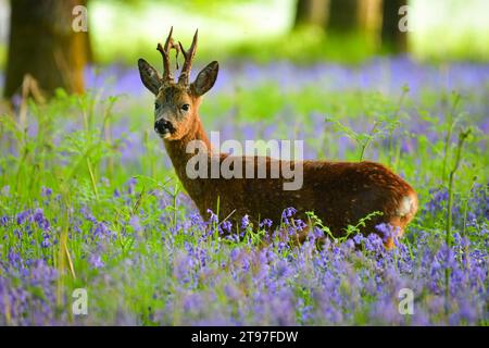 Rehe im Blauglockenwald an einem Frühlingsmorgen in Dorset Stockfoto