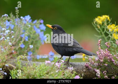 Eurasische Amsel Turdus merula, männlich auf Vogelbad in Gartenblumen, County Durham, England, UK, Mai. Stockfoto