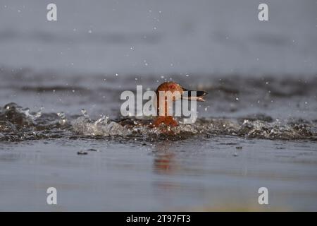 Cinnamon Teal (Spatula cyanoptera) landet in einem Teich im Yellowstone-Nationalpark, Wyoming. Das sind Dabbling-Enten, die im westlichen Amerika gefunden werden. Stockfoto