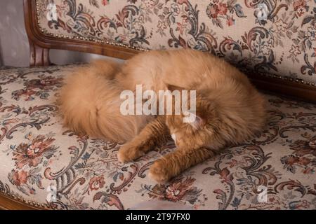 Persische rothaarige Hauskatze schläft zu Hause und liegt in einer lustigen Pose auf einem Bett Stockfoto