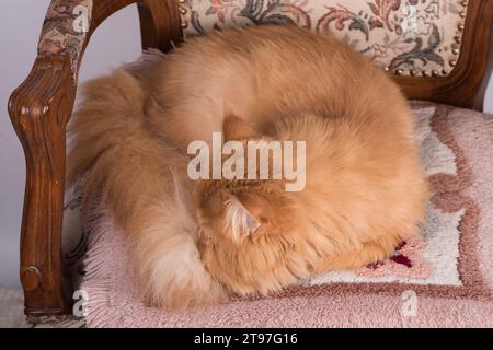 Persische rothaarige Hauskatze schläft zu Hause und liegt in einer lustigen Pose auf einem Bett Stockfoto