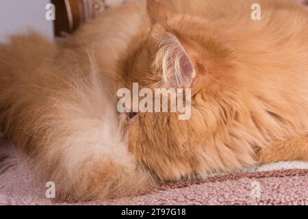 Persische rothaarige Hauskatze schläft zu Hause und liegt in einer lustigen Pose auf einem Bett Stockfoto