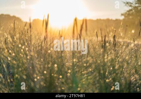 Deutschland, Hamburg, üppiges Gras in den Boberger Dünen bei Sonnenaufgang Stockfoto