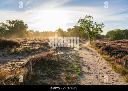 Deutschland, Hamburg, Boberger Dunes bei Sonnenaufgang Stockfoto