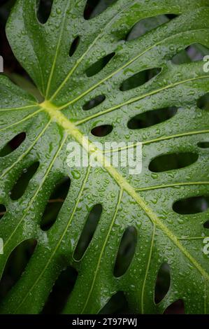 philodendron wend imbe variegated Philodendron Wend-Imbe Variegated – Greenroom Planter main image 1