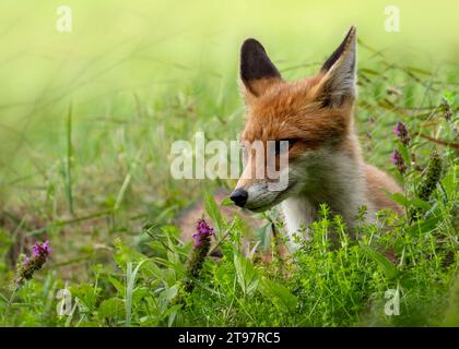 Porträt der roten foxÂ (VulpesÂ vulpes)Â, die im Gras liegen Stockfoto