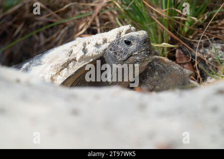 Eine Gopher-Schildkröte taucht aus ihrer Höhle im Mead Botanical Garden im Winter Park, Florida, auf. Die Art ist vom Aussterben bedroht. Stockfoto