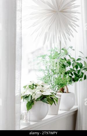 Weißes gemütliches Fensterarrangement, winterweihnachtskonzept, Poinsettia-Blume Stockfoto