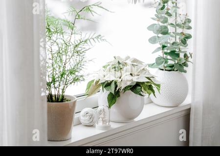 Weißes gemütliches Fensterarrangement, winterweihnachtskonzept, Poinsettia-Blume Stockfoto