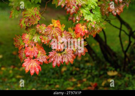 Nahaufnahme der hellroten, nassen Herbstblätter von Acer japonicum Vitifolium / Vine Leave Maple bedeckt mit Regentropfen. Westonbirt Arboretum, England, Vereinigtes Königreich Stockfoto