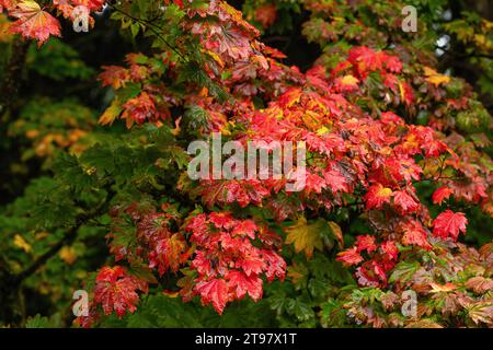 Nahaufnahme der hellroten, nassen Herbstblätter von Acer japonicum Vitifolium / Vine Leave Maple bedeckt mit Regentropfen. Westonbirt Arboretum, England, Vereinigtes Königreich Stockfoto