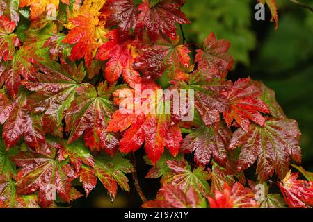 Nahaufnahme der hellroten, nassen Herbstblätter von Acer japonicum Vitifolium / Vine Leave Maple bedeckt mit Regentropfen. Westonbirt Arboretum, England, Vereinigtes Königreich Stockfoto