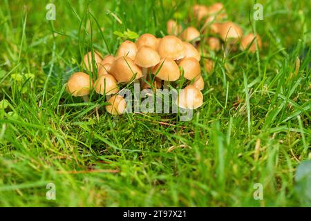 Nahaufnahme eines Sammels von Pilzen/Pilzen, die im Gras von Westonbirt, dem National Arboretum, Gloucestershire, England, Großbritannien, wachsen Stockfoto