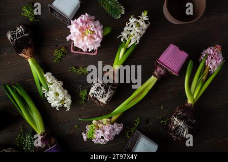 Pflanzen von Winter- oder Frühlingsblumen Hyazinthen auf schwarzem Hintergrund, Gartenkonzept Stockfoto