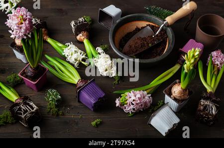 Pflanzen von Winter- oder Frühlingsblumen Hyazinthen auf schwarzem Hintergrund, Gartenkonzept Stockfoto