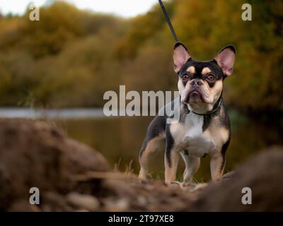 Französische Bulldogge - Schwarz und Tan - Herbstfarben stehen am Lake Side Stockfoto