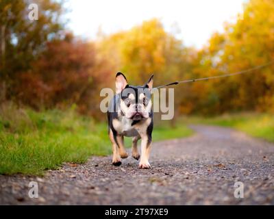 Französische Bulldogge - Schwarz und Tan - Herbstfarben zu Fuß zur Kamera Stockfoto
