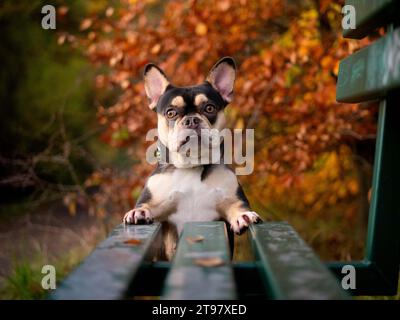 Französische Bulldogge - Schwarz und Tan - Herbstfarben stehend mit Blick in die Kamera Stockfoto