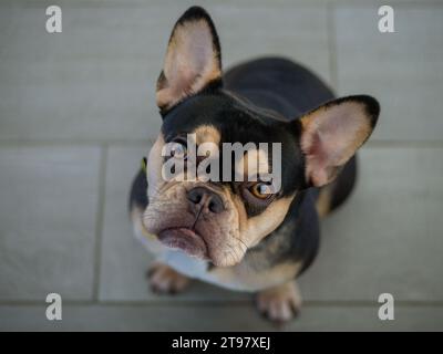 Französische Bulldogge - Schwarz und Tan - süß, wenn man auf den Besitzer blickt Stockfoto