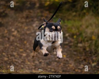 Französische Bulldogge - Schwarz und Tan - springender Mid Air Action Shot Stockfoto