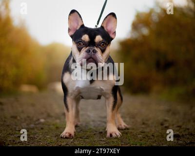 Französische Bulldogge – Schwarz und Braun – Herbstfarben-Hinweis auf die Kamera Stockfoto