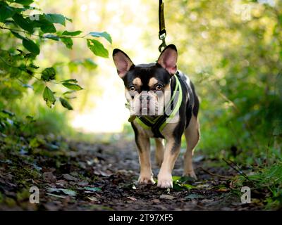 French Bulldog - Black and Tan - Walking in the Woods Stockfoto