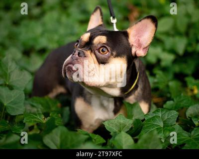 Französische Bulldogge - Schwarz und Tan - Grüner Evy, der nach oben blickt Stockfoto