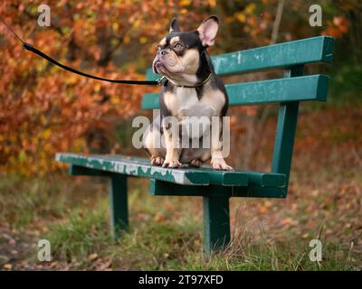 Französische Bulldogge - Schwarz und Tan - Herbstfarben sitzen auf der Bank Stockfoto
