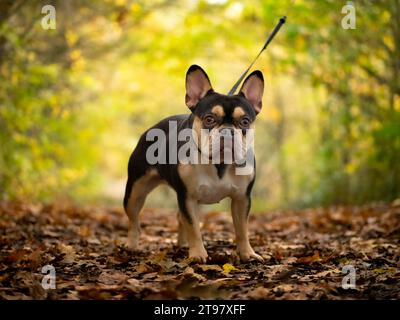 French Bulldog - Black and Tan - Herbstlaub auf dem Boden im Wald Stockfoto