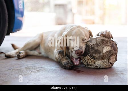 Müder, dreckiger labrador-Hund, nachdem er im Garten mit Ball gespielt hat Stockfoto