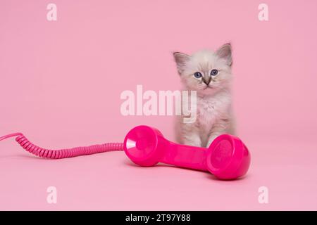 Fünf schöne heilige burmesische Katzenbabys in einem Puppenbett in Studio-Nahaufnahme, eine Luxuskatze, roter Hintergrund Stockfoto