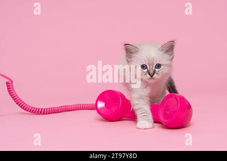 Fünf schöne heilige burmesische Katzenbabys in einem Puppenbett in Studio-Nahaufnahme, eine Luxuskatze, roter Hintergrund Stockfoto