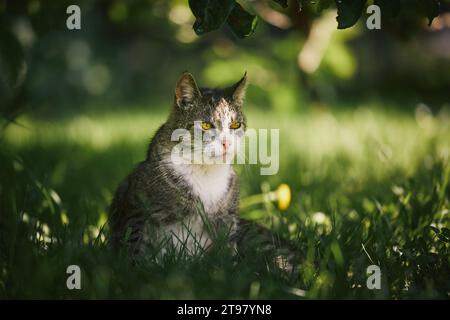 Außenporträt, alte Katze im Garten. Niedliche Katze, die im Gras unter dem Baum sitzt, an einem schönen sonnigen Sommertag. Stockfoto