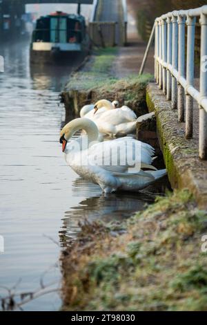 Eine Schar Schwäne am Kennet und Avon Canal bei Newbury Berkshire Stockfoto