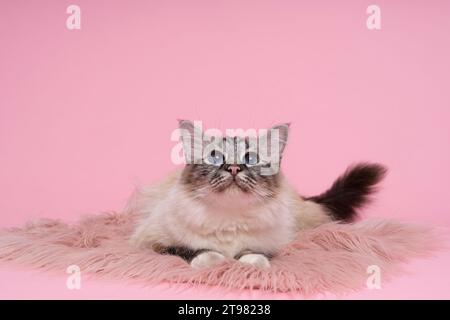 Schöne heilige burmesische Katze im Atelier Nahaufnahme, Luxuskatze, in Pink Stockfoto