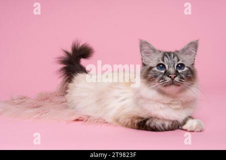 Schöne heilige burmesische Katze im Atelier Nahaufnahme, Luxuskatze, in Pink Stockfoto
