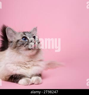 Schöne heilige burmesische Katze im Atelier Nahaufnahme, Luxuskatze, in Pink Stockfoto