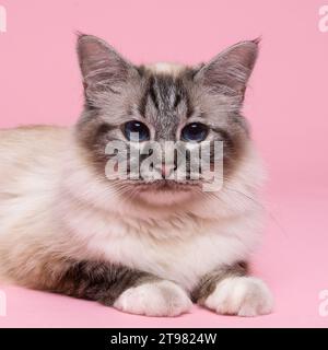 Schöne heilige burmesische Katze im Atelier Nahaufnahme, Luxuskatze, in Pink Stockfoto