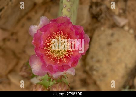 Im Zion-Nationalpark blüht die Pink Beavertail Cactus Blossom Stockfoto