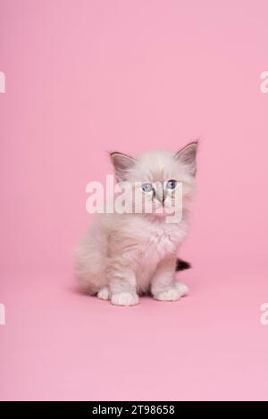 Ein kleines, schönes heiliges burmesisches Katzenkätzchen im Studio in Nahaufnahme, Luxuskatze, rosa Hintergrund Stockfoto