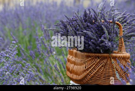 Große Lavendelsträuße in einem Korb auf einem Lavendelfeld Stockfoto