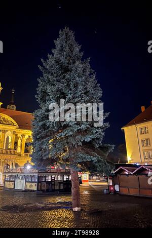 Weihnachtsbaum für den diesjährigen Weihnachtsmarkt steht jetzt auf dem Alten Markt vor dem Rathaus. Weihnachtsbaum für Magdeburger Weihnachtsmarkt gefallen. Für jeden Ihrer drei Kinder wurde bei Familie Parnitzke aus Magdeburg ein Baum gepflanzt. Doch nachdem sich das Wurzelwerk einer Fichte stark ausgeweitet hat, wechselt der Baum seinen Standort und schmückt in diesem Jahr den Magdeburger Weihnachtsmarkt. Am Montag wurde der 16 Meter hohe Baum im Stadtteil Hopfengarten gefallen. *** Weihnachtsbaum für dieses Jahr steht nun der Weihnachtsmarkt auf dem Alten Markt vor dem Rathaus Christma Stockfoto