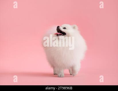 Portrait des süßen, flauschigen Welpen von pommern spitz. Der kleine lächelnde Hund steht auf einem hellen, trendigen pinkfarbenen Hintergrund. Stockfoto